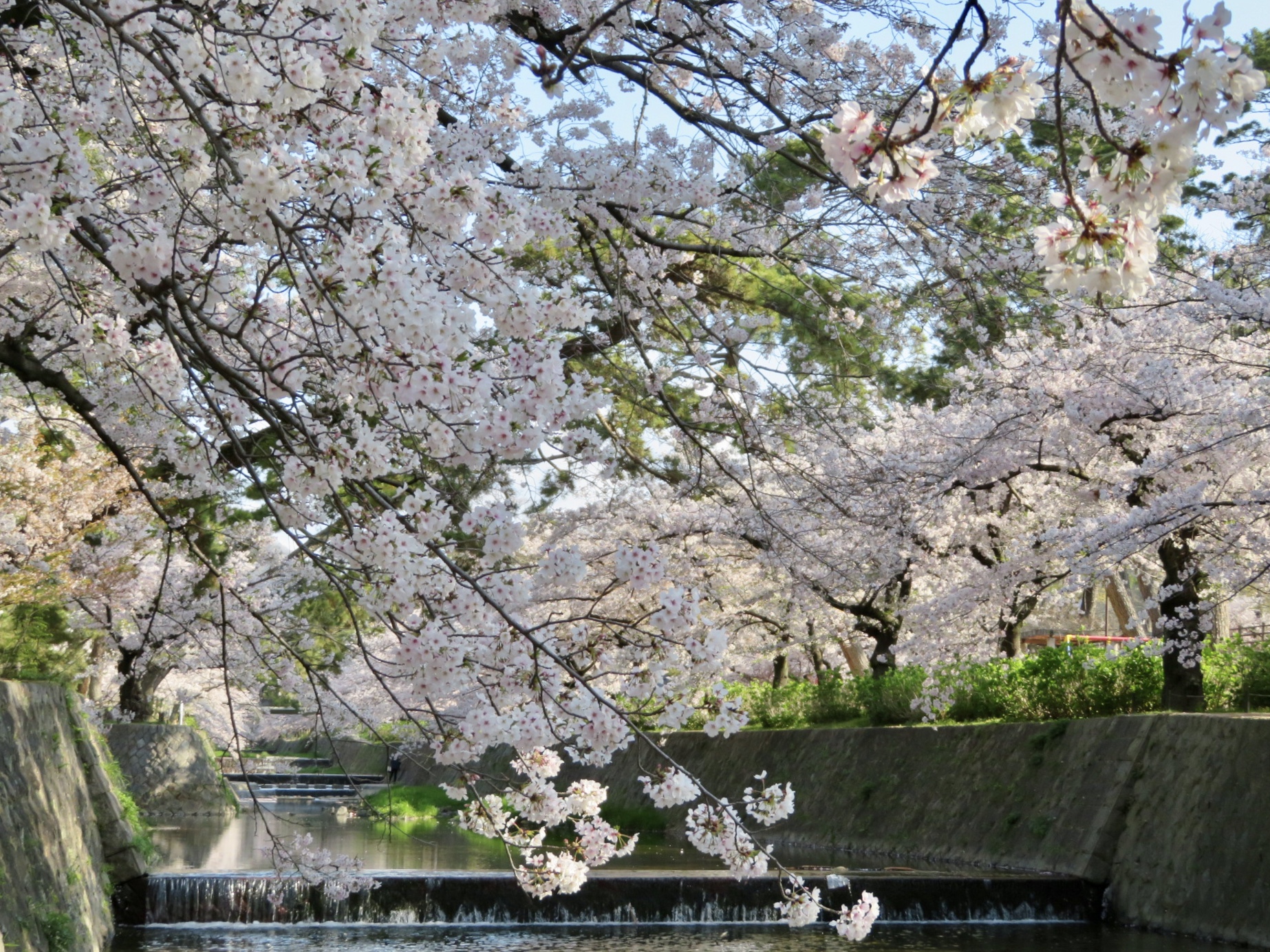 4月　夙川の桜